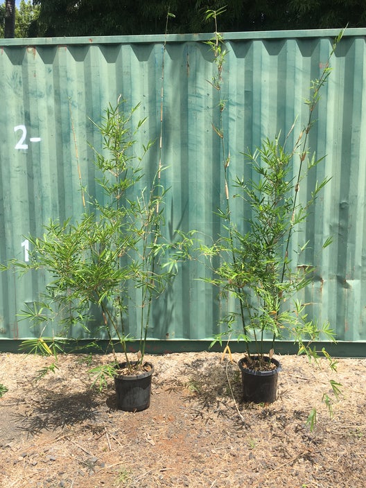 bambusa textilis gracilis slender weavers bamboo 45 ltr