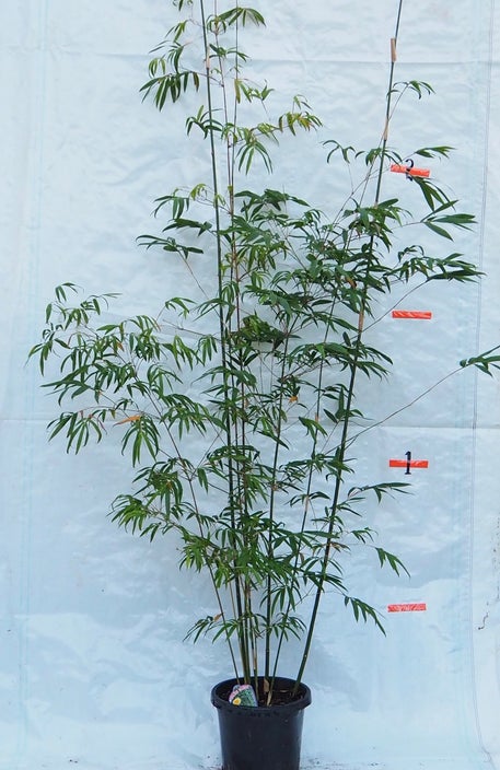 bambusa textilis gracilis slender weavers bamboo 45 ltr