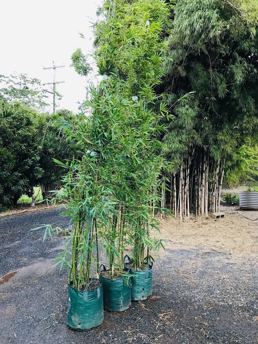 bambusa textilis gracilis slender weavers bamboo 45 ltr