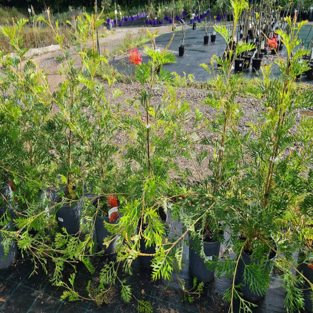 Grevillea Robyn Gordon 200 mm
