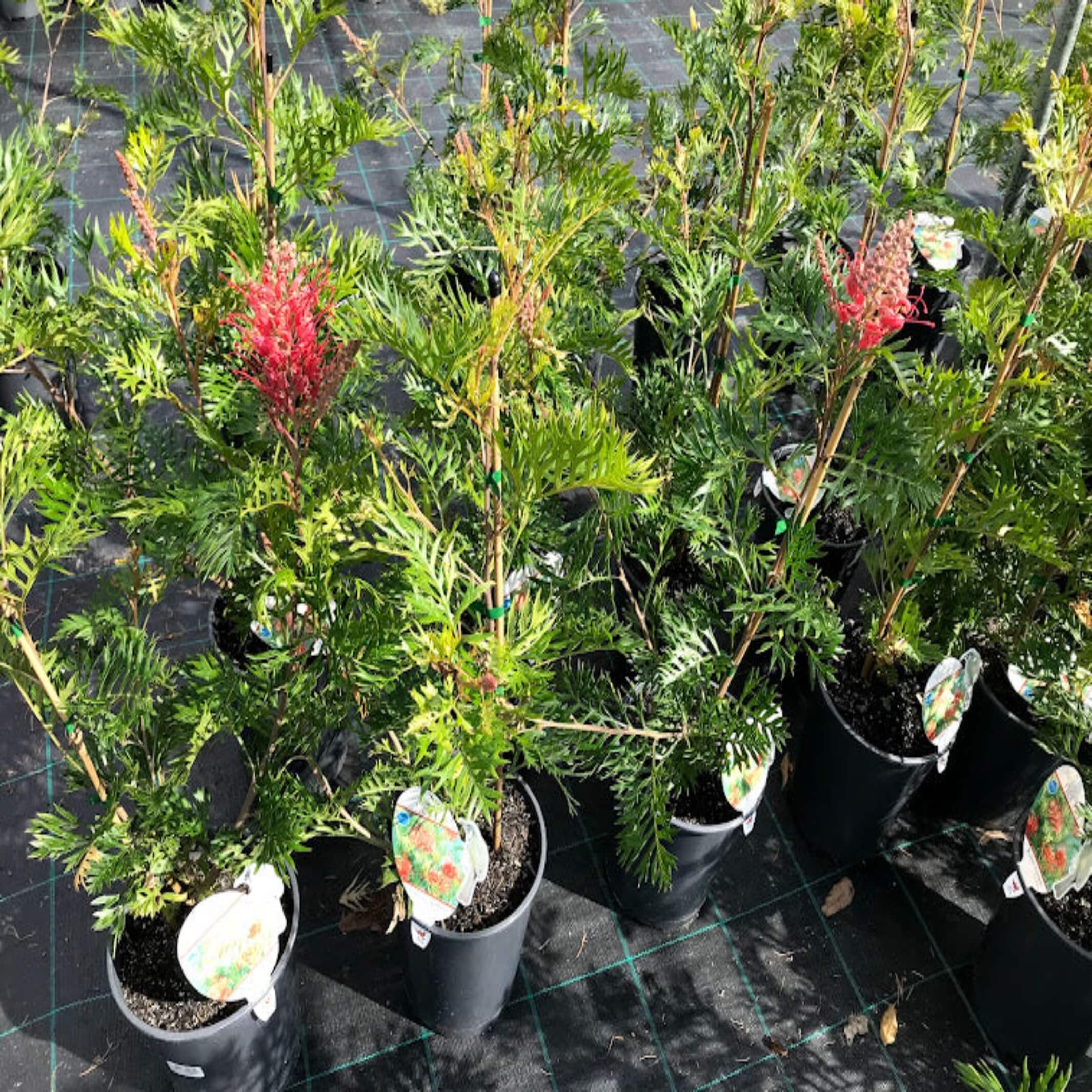 Grevillea 'Robyn Gordon' I The Australian Plant Shop