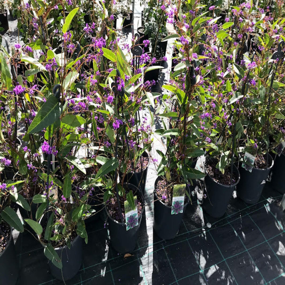 Hardenbergia Happy Wanderer 200 mm