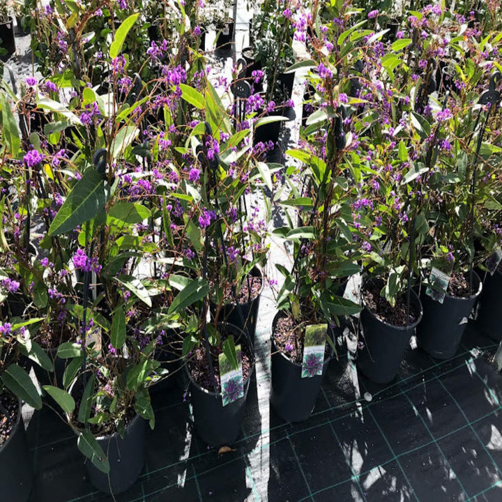 Hardenbergia Happy Wanderer 200 mm