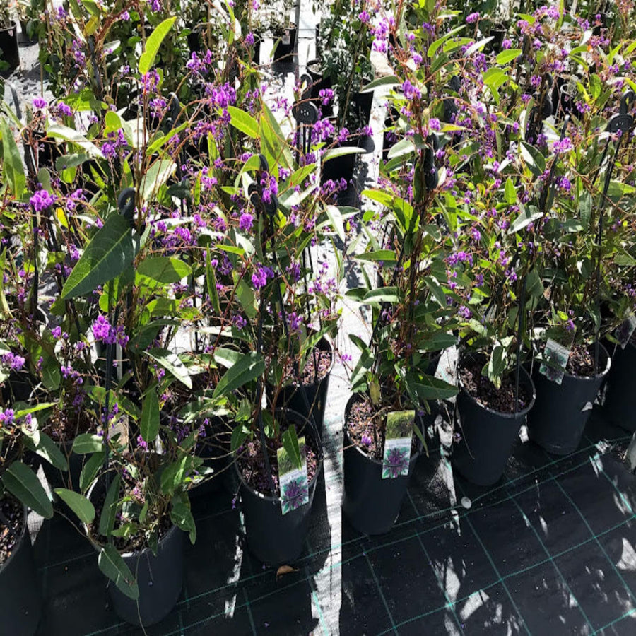 Hardenbergia Happy Wanderer 200 mm