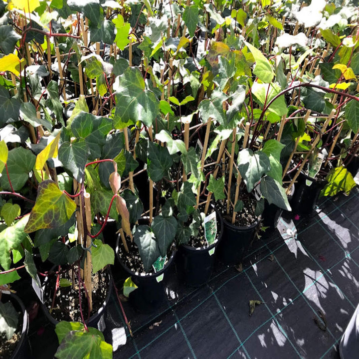 Hedera canariensis 180 mm