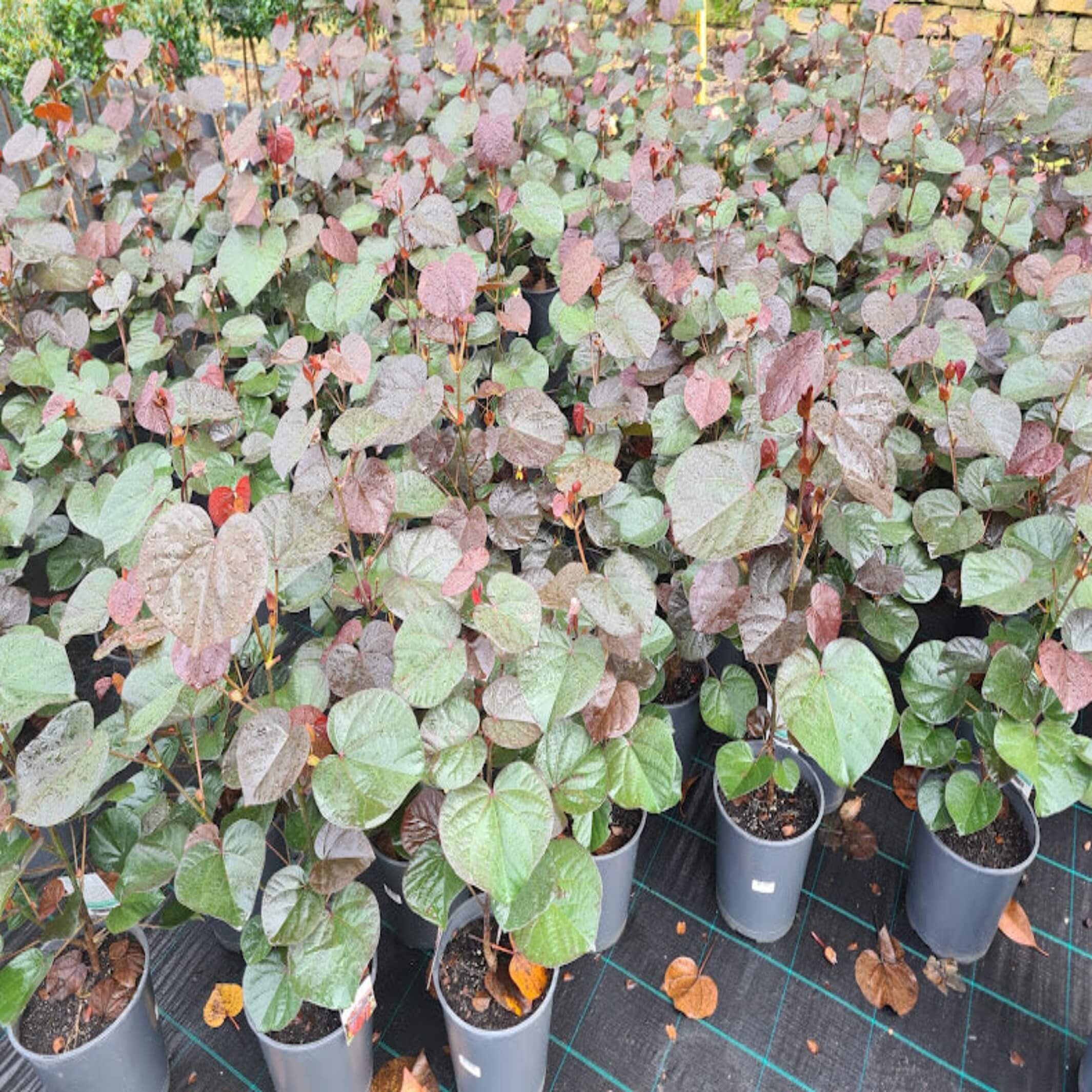 Hibiscus Cottonwood (Hibiscus tiliaceus ‘Rubra’) I Order Online The