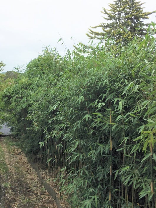 bambusa textilis gracilis slender weavers bamboo 45 ltr