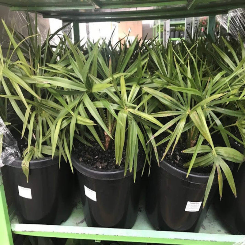 Livistona australis Cabbage Palm 200 mm