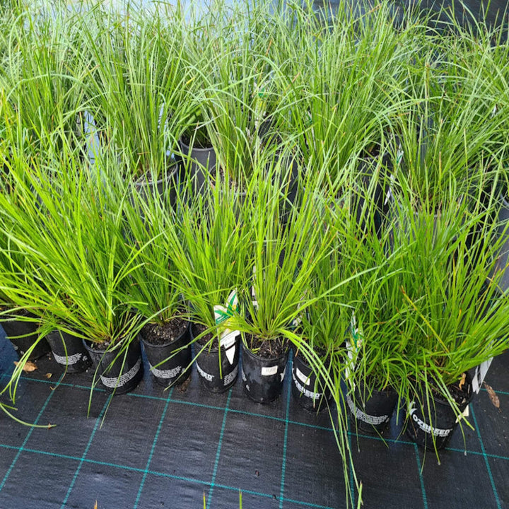 Lomandra Tanika 200 mm