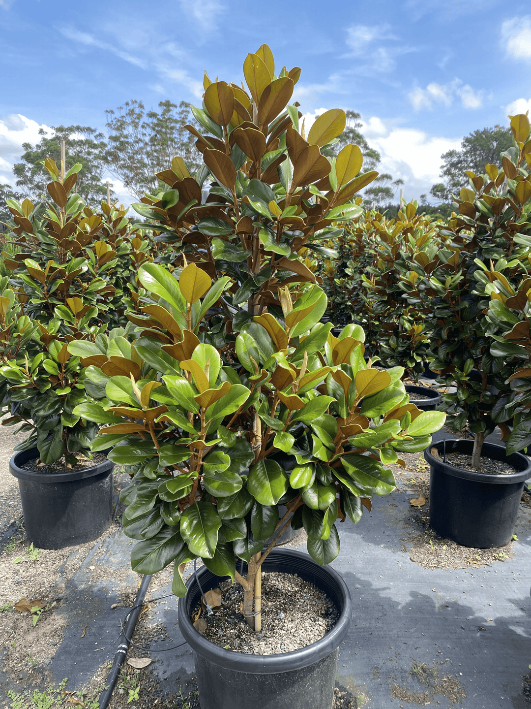 Magnolia grandiflora 'Teddy Bear'