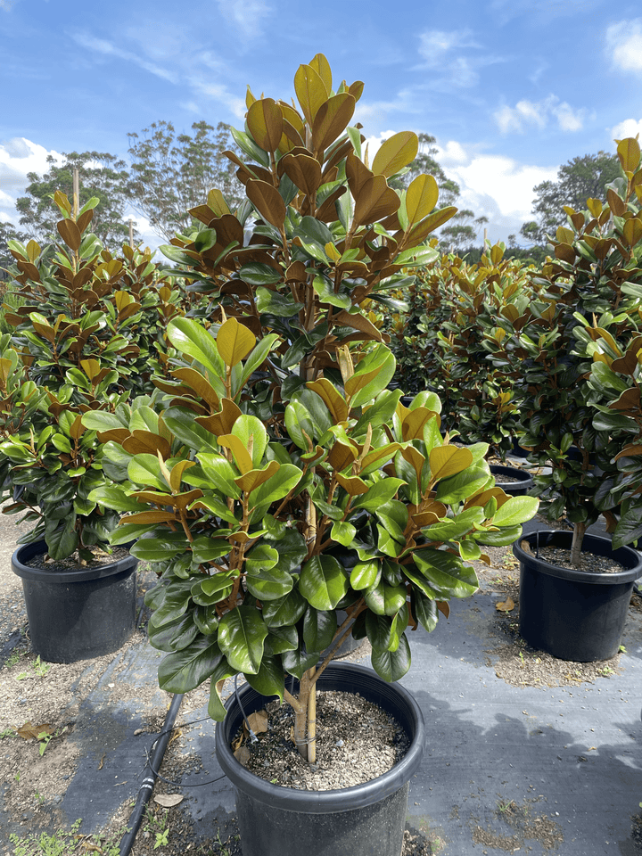 Magnolia grandiflora 'Teddy Bear'
