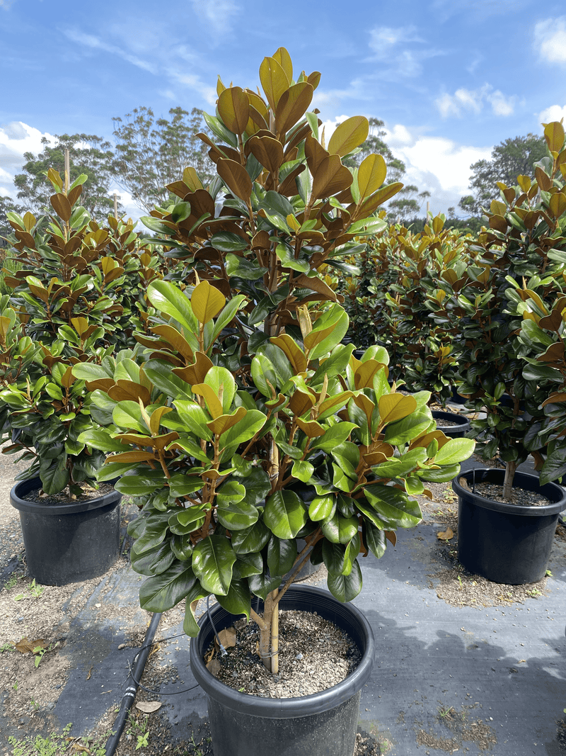 Magnolia grandiflora Teddy Bear The Australian Plant Shop