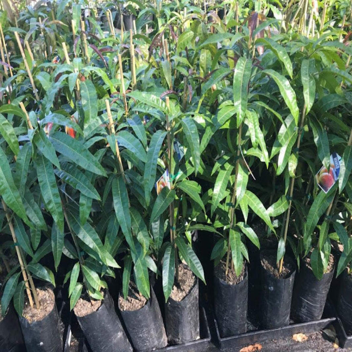 Mangifera Kensington Mango 5 L Grafted