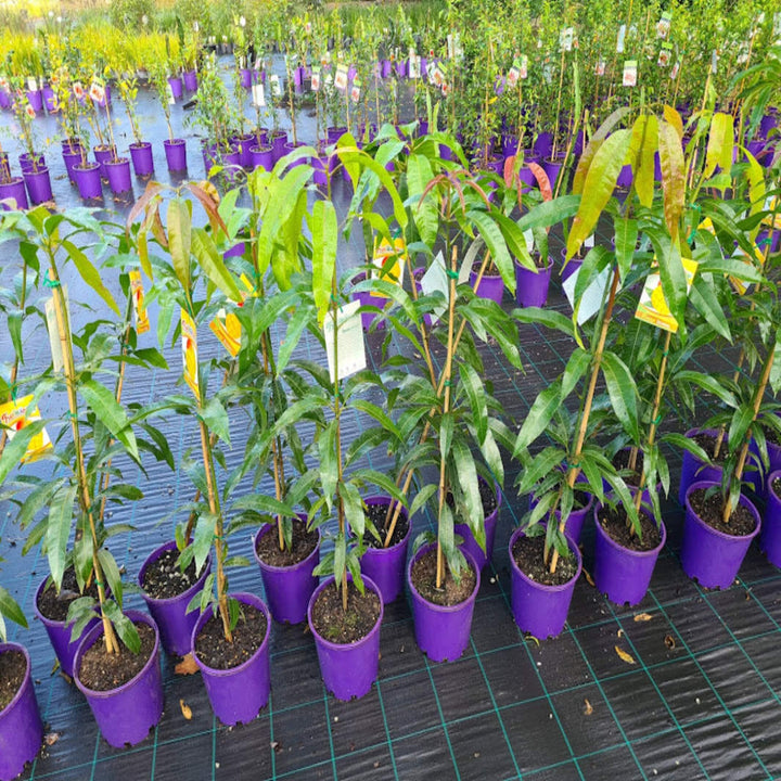 Mangifera Kensington Mango 5 L Grafted