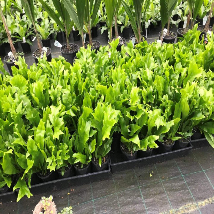Microsorum crocodyllus Crocodile Fern 180 mm