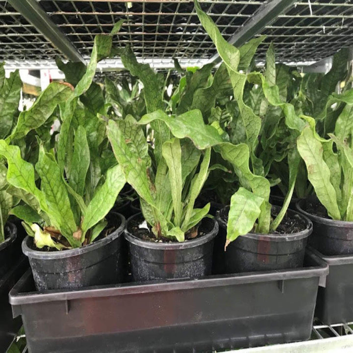 Microsorum crocodyllus Crocodile Fern 130 mm