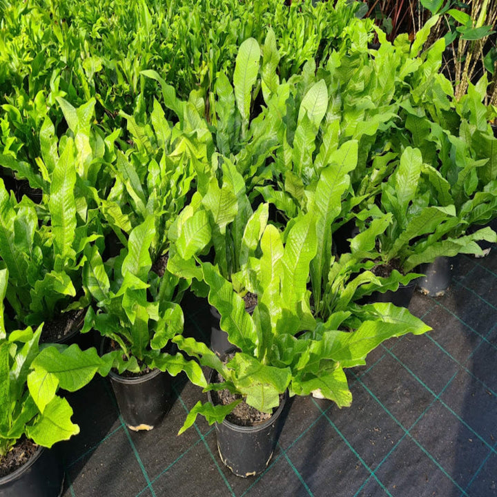 Microsorum crocodyllus Crocodile Fern 180 mm