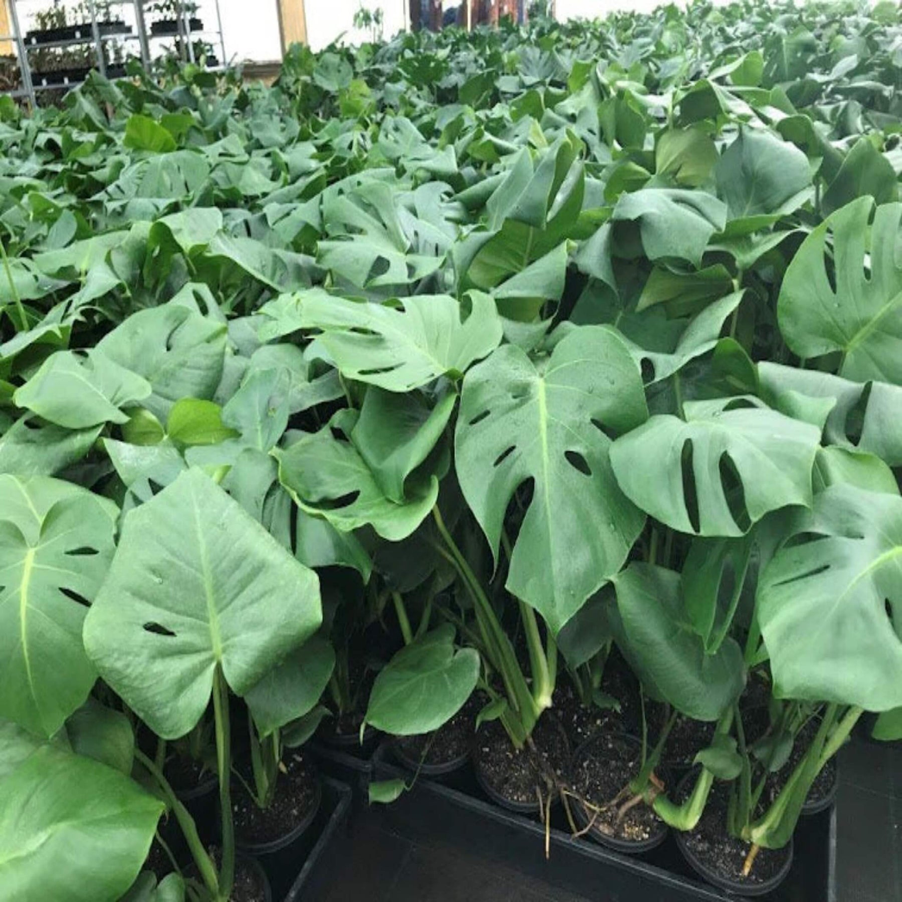 buy monstera deliciosa sydney Monstera deliciosa (Swiss Cheese Plant)