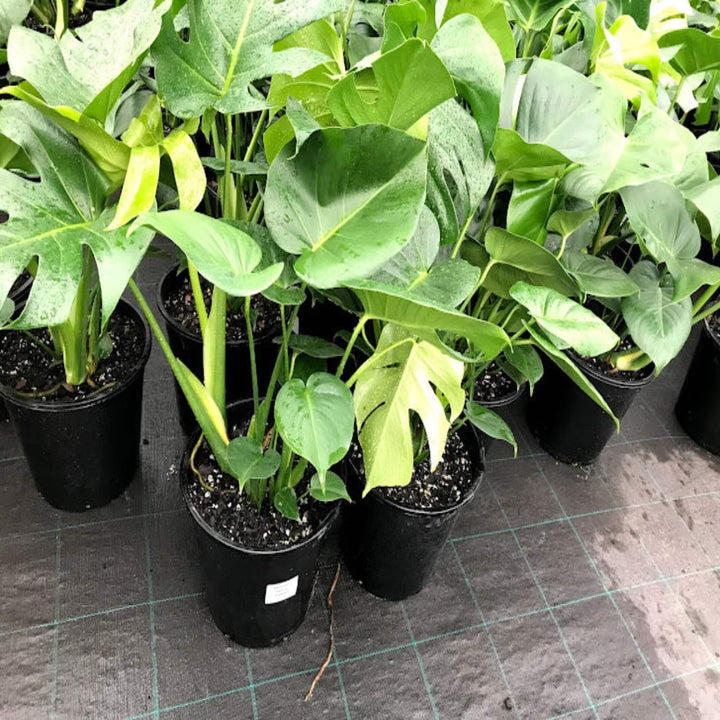 Monstera deliciosa Fruit Salad Plant 250 mm