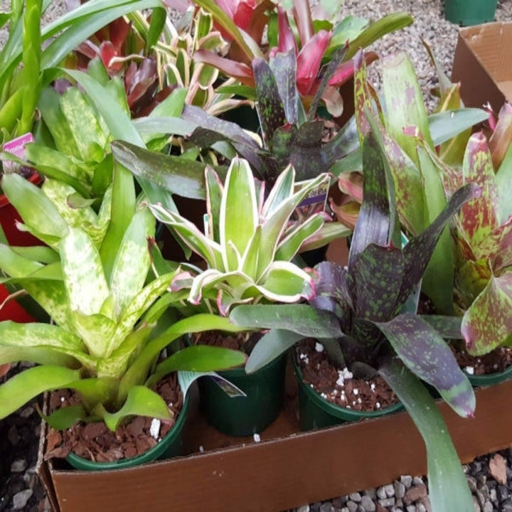 Neoregelia Mixed Bromeliad 175 mm
