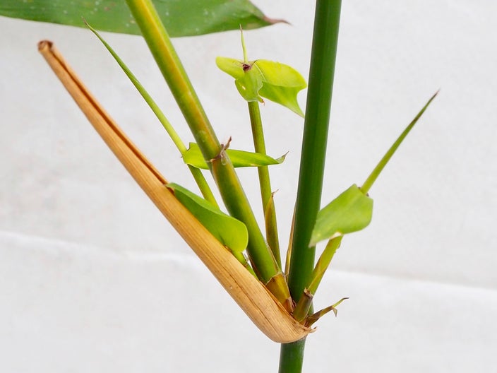 bambusa oldhamii oldhams bamboo 300 mm