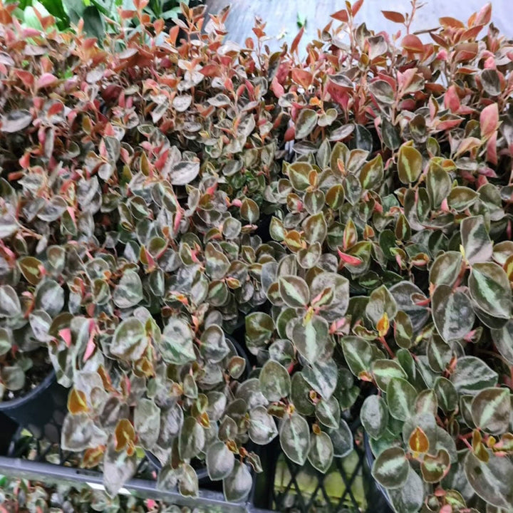 Peperomia Galaxy 130 mm