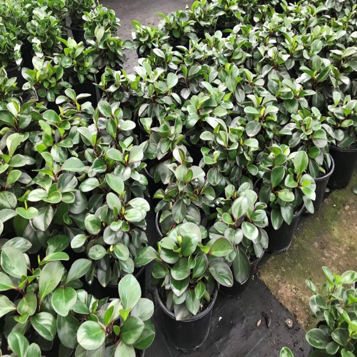 Peperomia Red Edge 200 mm