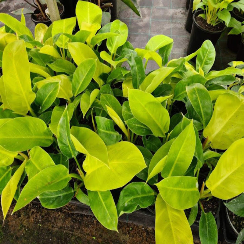 Philodendron Imperial Gold 130 mm