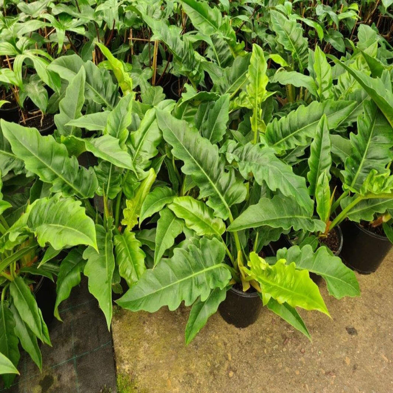Philodendron Narrow 130 mm