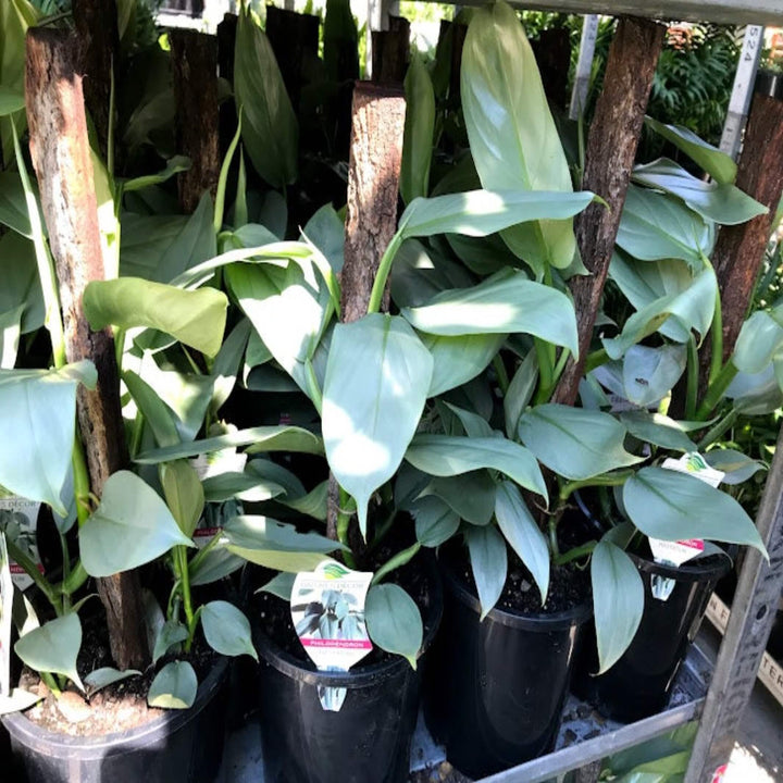 Philodendron Silver Sword 200 mm Hanger