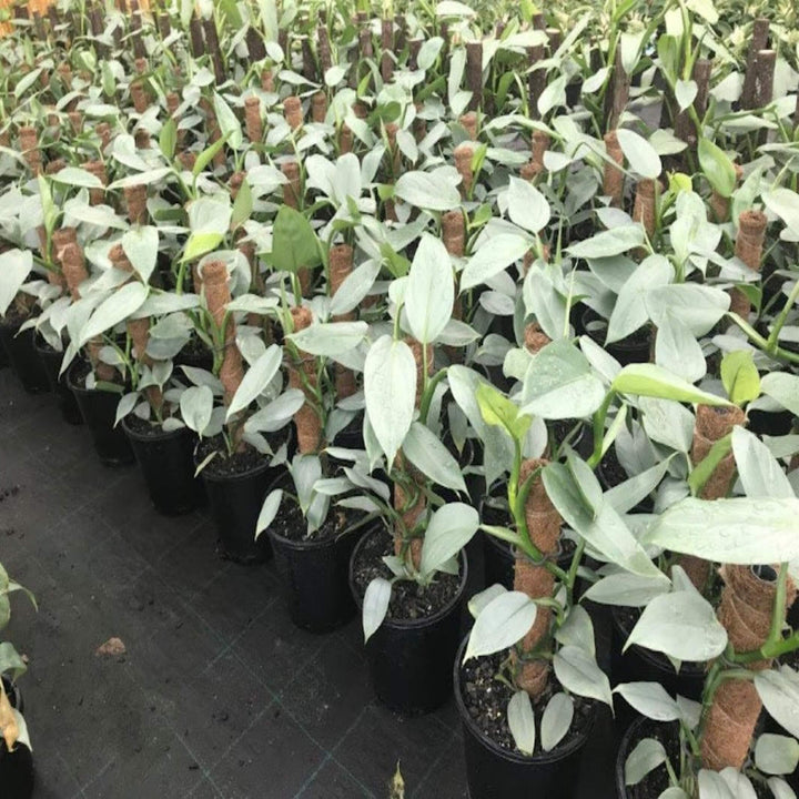 Philodendron Silver Sword 200 mm Hanger