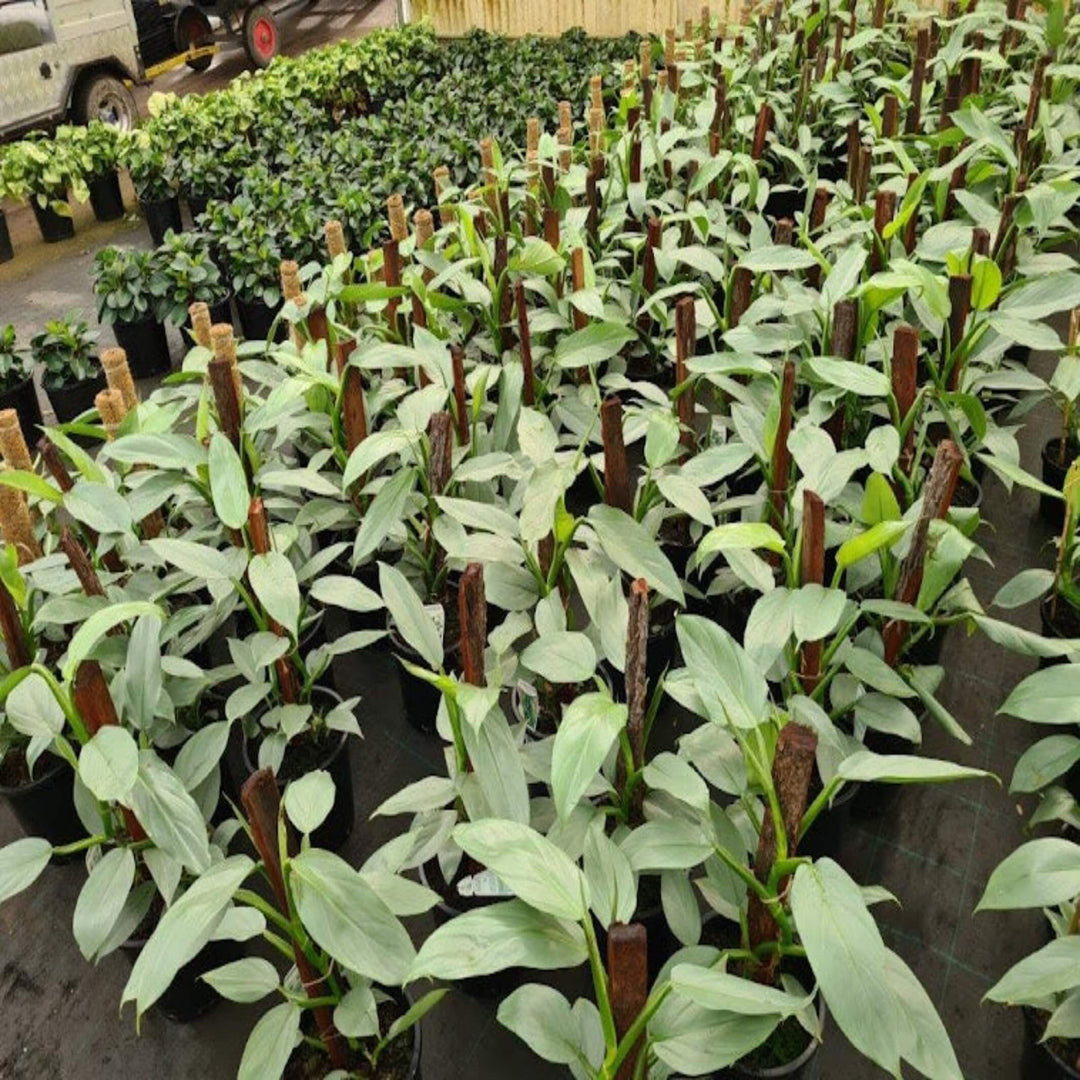 Philodendron Silver Sword 200 mm Hanger