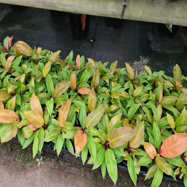 Philodendron Sunrise 130 mm