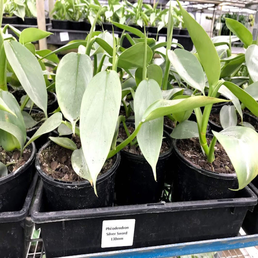 Philodendron Silver Sword 130 mm
