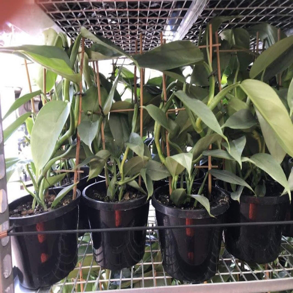 Philodendron Silver Sword 200 mm