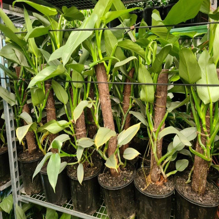 Philodendron Silver Sword 200 mm Totem