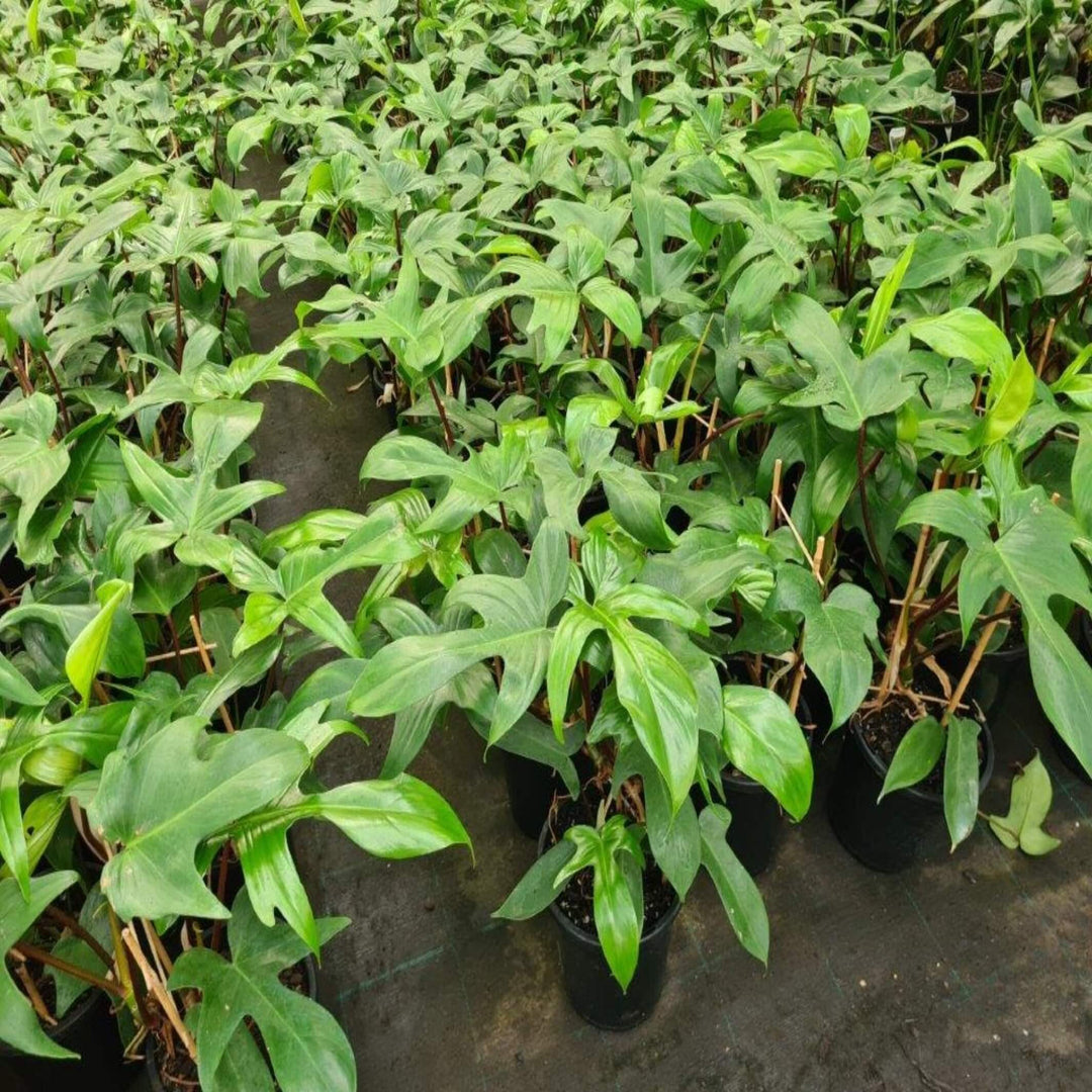 Philodendron pedatum 180 mm