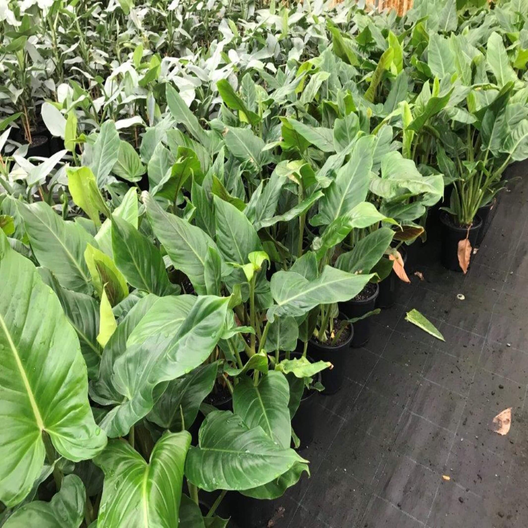 rare philodendron australia Philodendron Subhastatum – Rare, Stunning, and Easy to Care For – The Australian Plant Shop