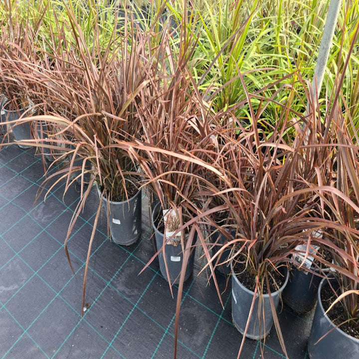 Phormium Bronze Baby NZ Flax 200 mm