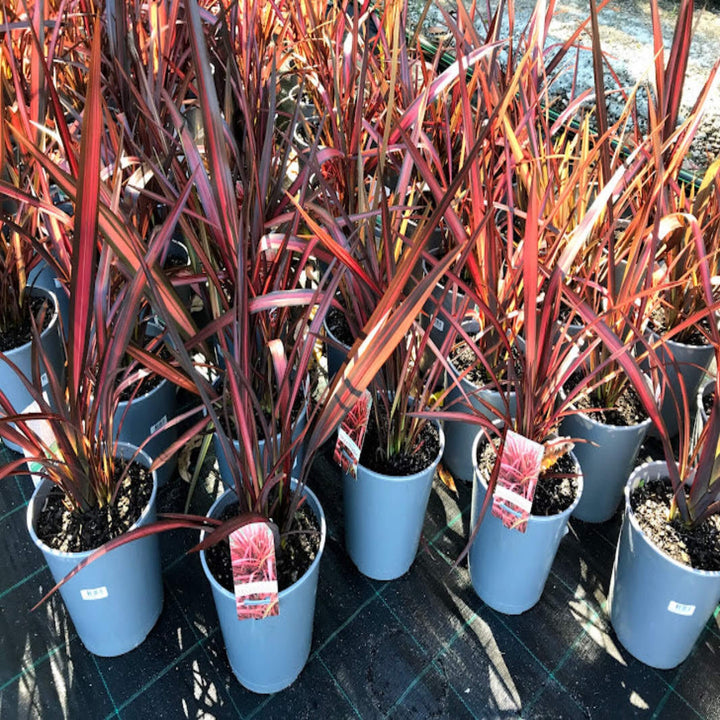 Phormium Chieftain NZ Flax 200 mm
