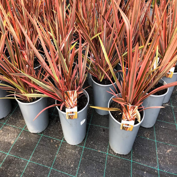 Phormium Chieftain NZ Flax 200 mm