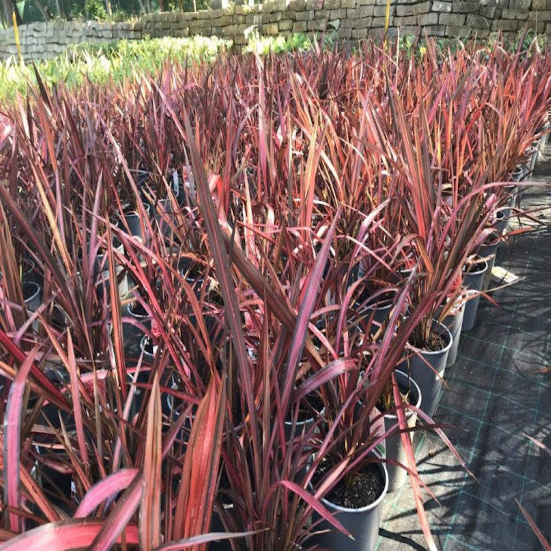 Phormium Maiden NZ Flax 200 mm