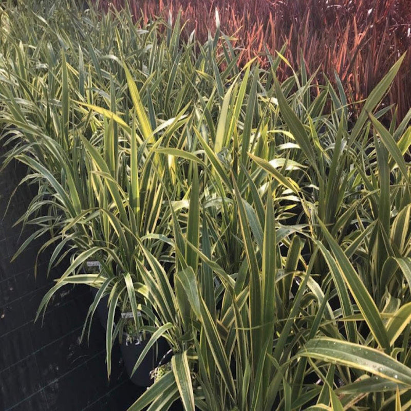 Phormium Wings of Gold NZ Flax 200 mm