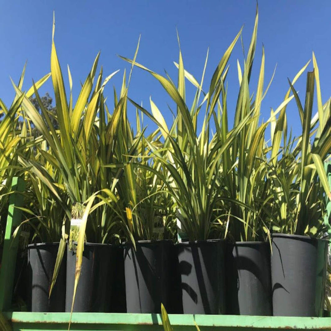 Phormium Yellow Wave NZ Flax 200 mm