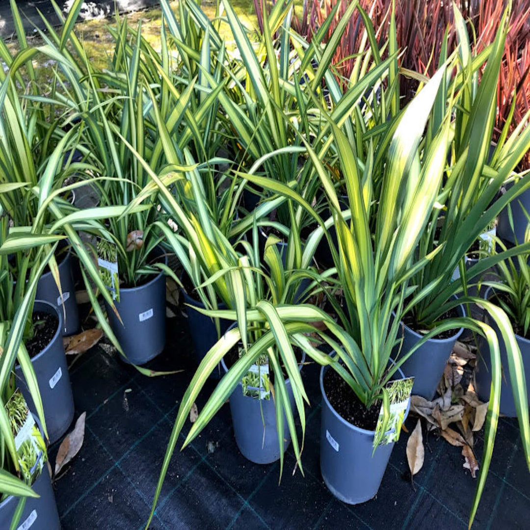 Phormium Yellow Wave NZ Flax 200 mm