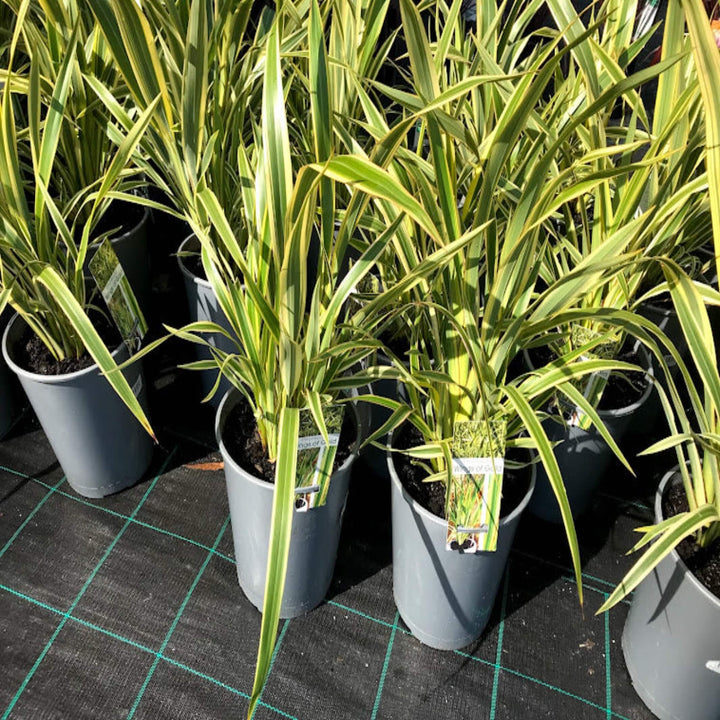 Phormium Yellow Wave NZ Flax 200 mm