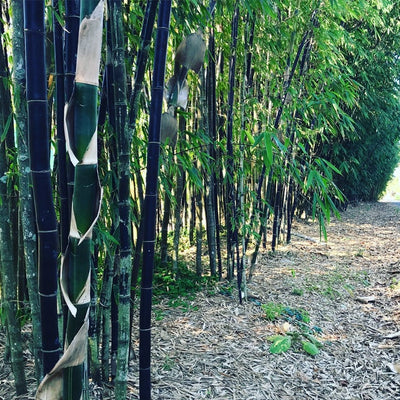 bambusa lako timor black 200 mm
