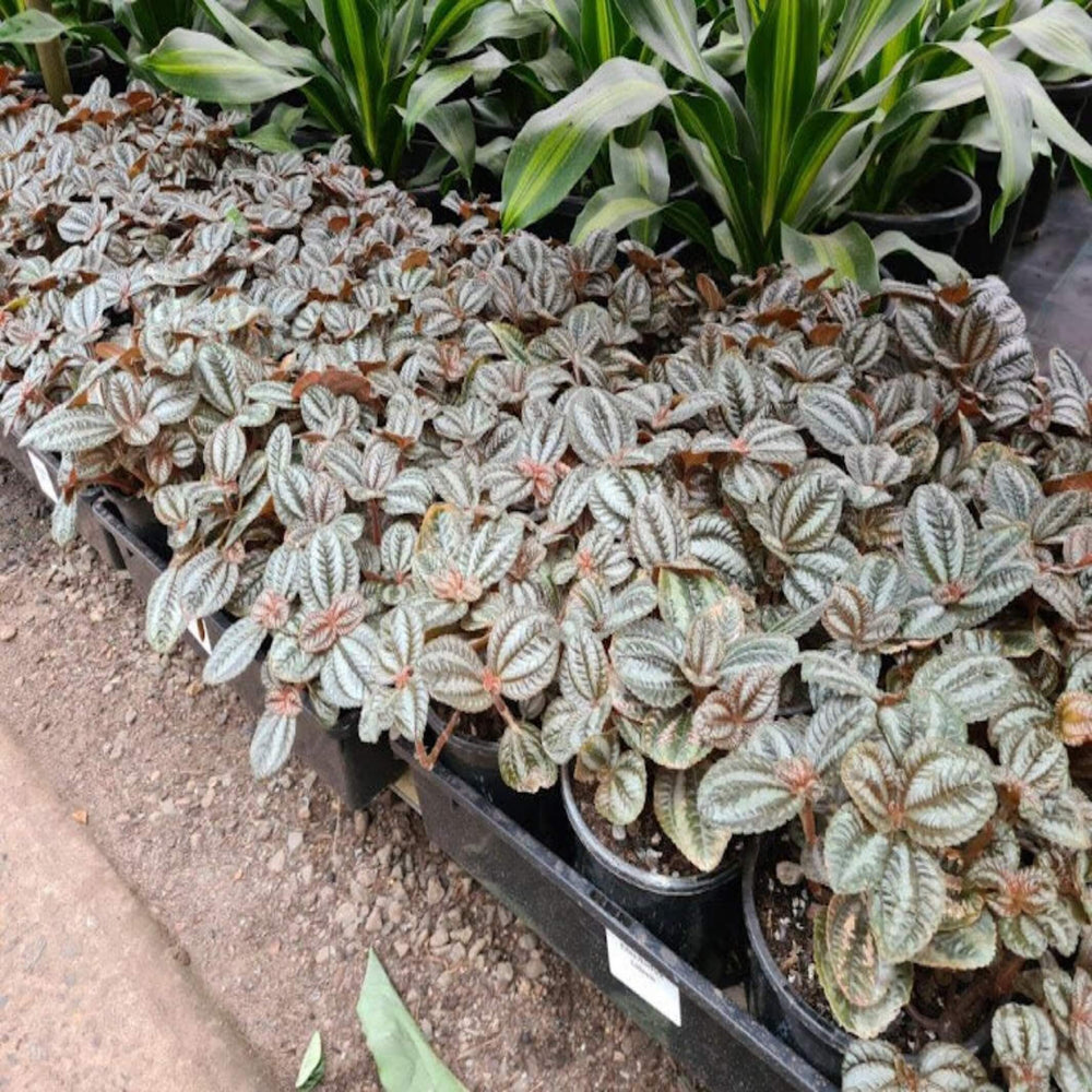 Pilea norfolk 130 mm