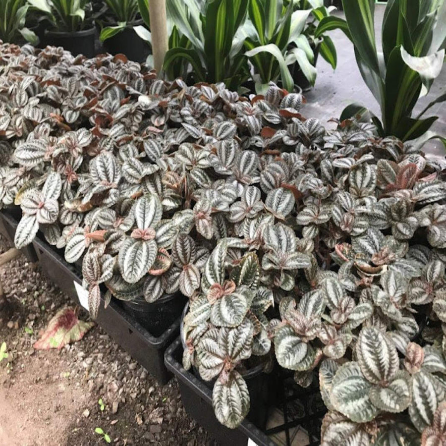 Pilea norfolk 130 mm