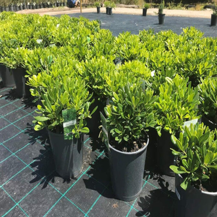 Pittosporum Miss Muffett 200 mm